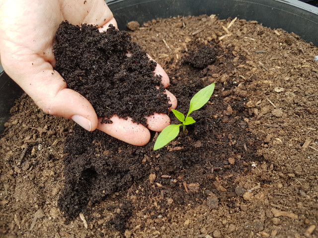 Red Wigglers, Red Worms, Compost Worms & More in Hobbies & Crafts in Richmond - Image 4