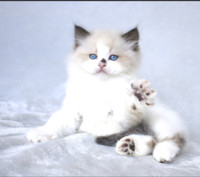 Beautiful Ragdoll Kittens 