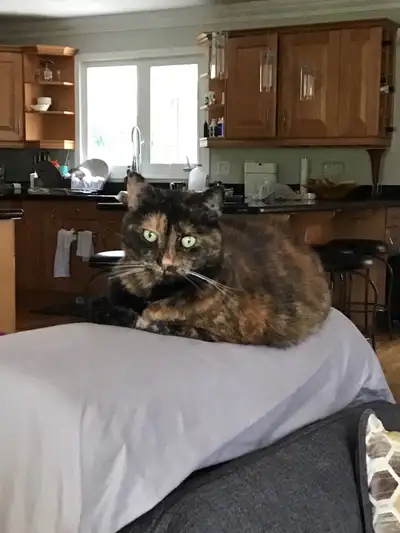 two female cats for a good home, sad to see them go, View more