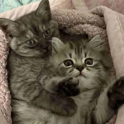 2 beautiful kittens needing new homes , View more
