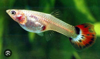 ***Want*** lots of female guppies
