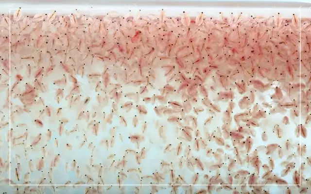 moina macrocopa cultures 500+ individuals in Fish for Rehoming in Hamilton - Image 3