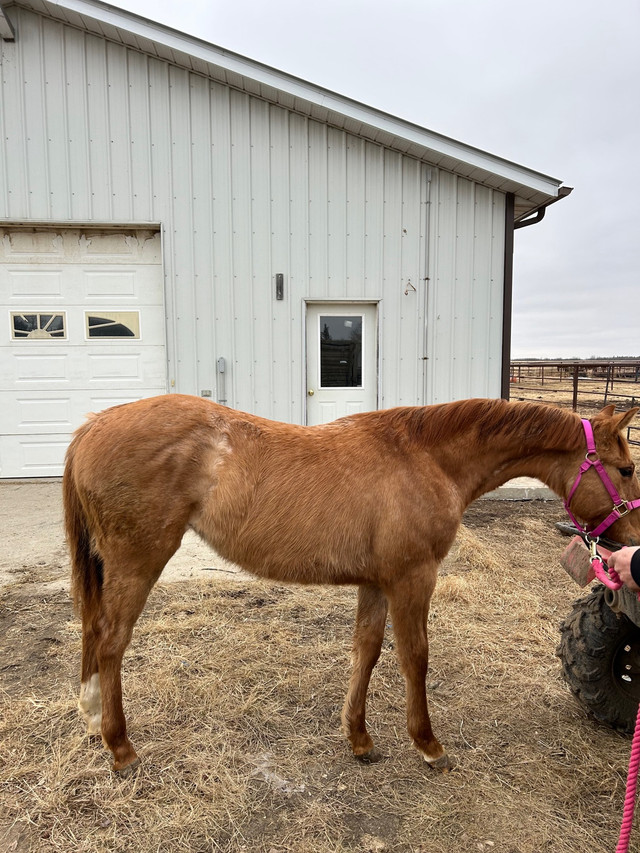 AQHA filly  in Horses & Ponies for Rehoming in Edmonton