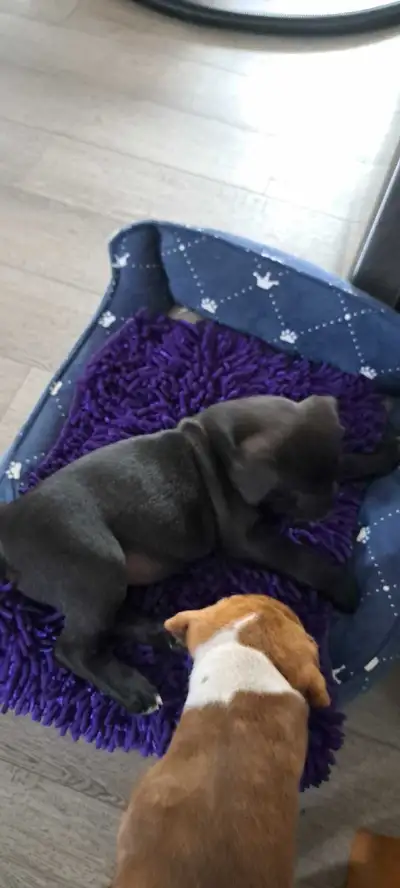 Labrador puppies, View more
