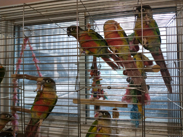 Pineapple and Yellowsided Conures in Birds for Rehoming in North Bay - Image 3