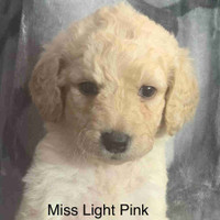 Loveable Labradoodles-Ready to go Tuesday, May 14th!