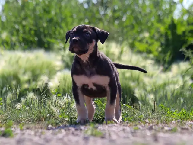 American Bulldog Puppies XL in Dogs & Puppies for Rehoming in Winnipeg - Image 8
