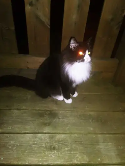 looking  to buy kitten, View more