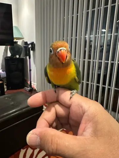 Slight Black Mask Fischer Lovebird, View more