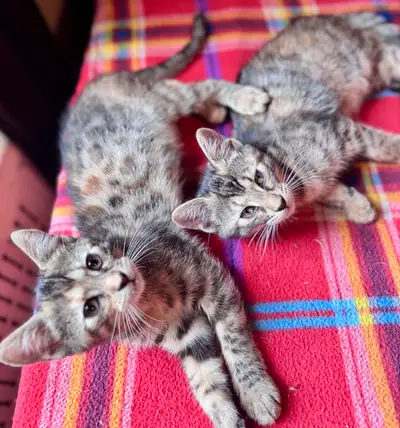 Bengal kittens mixed adorable, View more