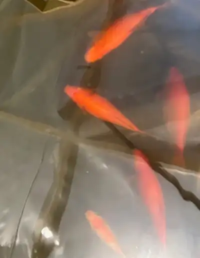 Gold Fish for sale, View more