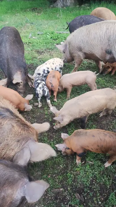 Weaner pigs for sale