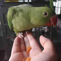 Friendly & playful female Indian ringneck baby