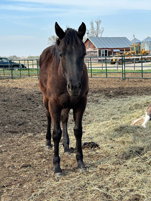 yearling quarter horse filly in Horses & Ponies for Rehoming in Regina - Image 3