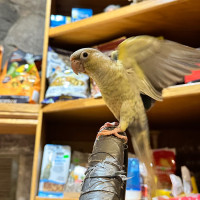 Baby conures for sale hand feeding tamed and friendly ! 