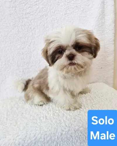 Shih tzu puppies (please don't reply), View more