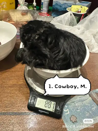 Yorkshire terrier puppy looking for a new home ., View more