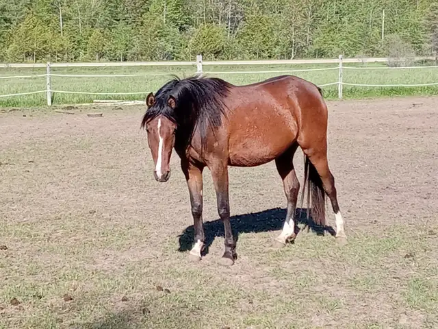 3yo Purebred Arabian filly in Horses & Ponies for Rehoming in Owen Sound - Image 10