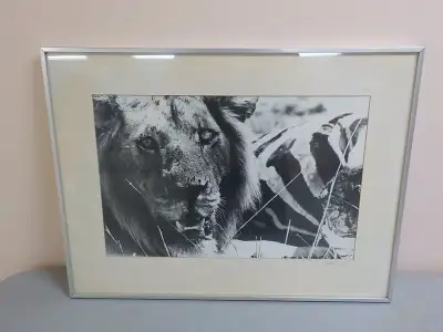 Danson #2/20 Lion Picture, View more