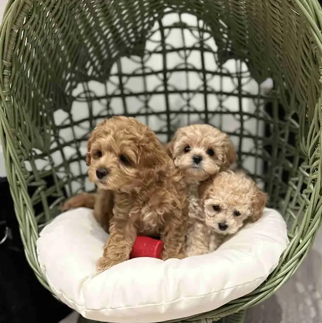 Cavapoo Puppies in Dogs & Puppies for Rehoming in Mississauga / Peel Region - Image 2