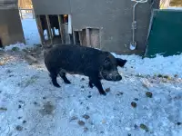 Proven mangalitsa Berkshire boars 