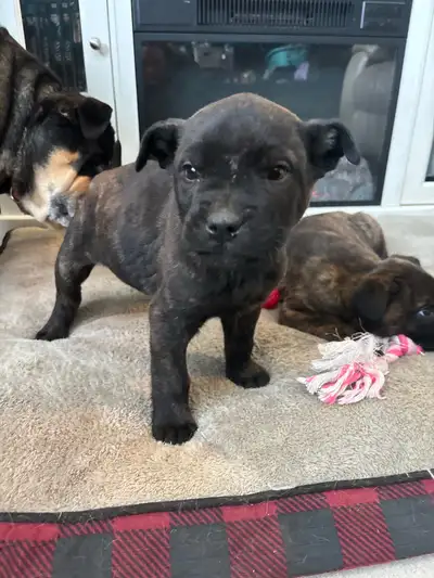 Puppies Ready For Forever Home, View more