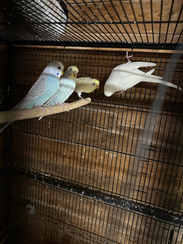 Budgies for sale  in Birds for Rehoming in Abbotsford - Image 3