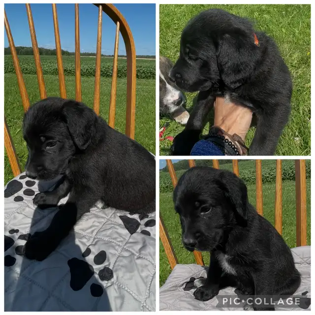♥️Cane Corso cross sweethearts ♥️ in Dogs & Puppies for Rehoming in Owen Sound - Image 4
