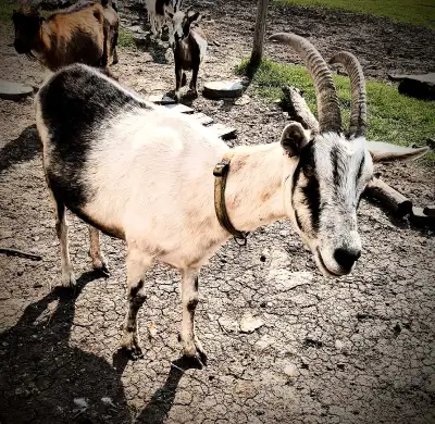 bred alpine doe, View more