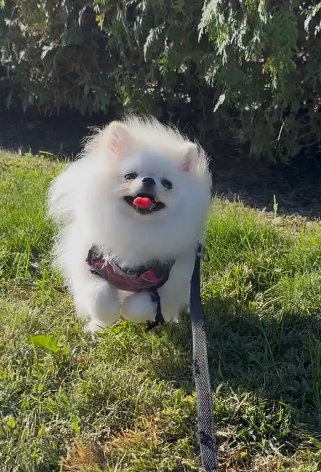 Top G Teacup  Pomeranian Puppy  (imported from South Korea) in Dogs & Puppies for Rehoming in Longueuil / South Shore - Image 5