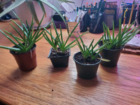 Aloe Vera plants