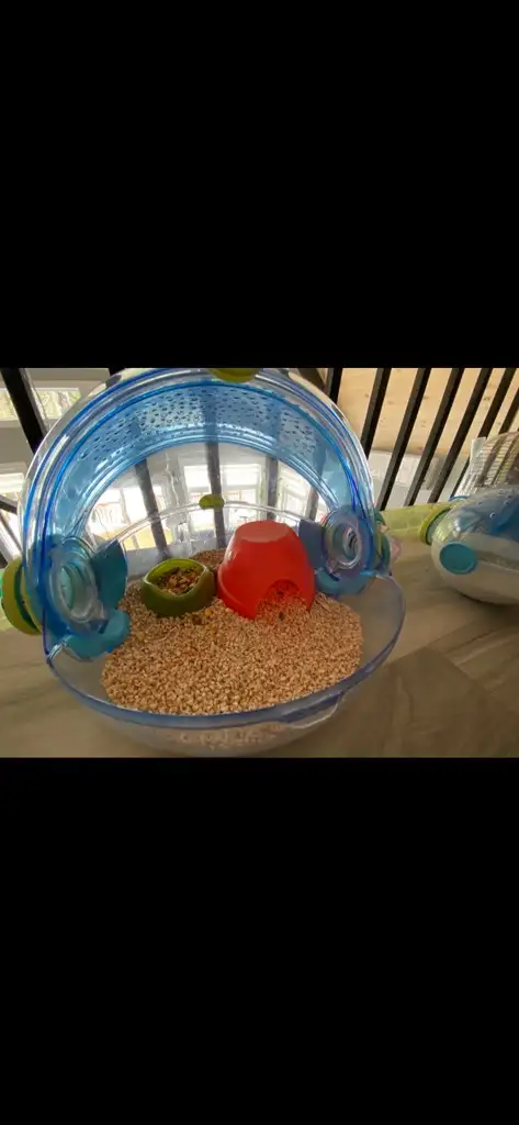 cage pour hamster in Accessories in Lanaudière - Image 9