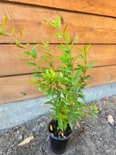 Pomegranate Tree, View more