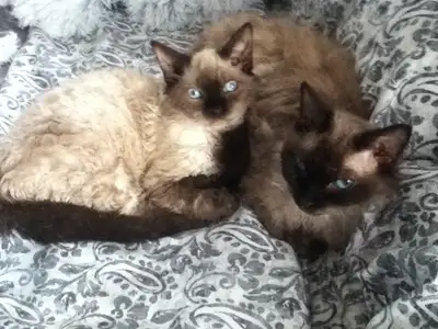 Super Cute HYPOALLERGENIC Curly Kittens : ), View more