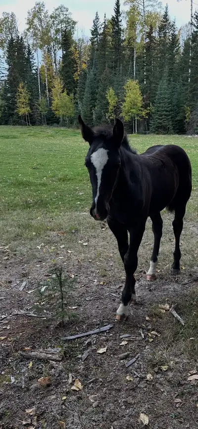 draft cross filly, View more