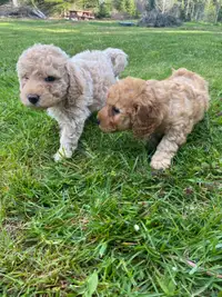 1 Red Male Miniature Goldendoodle