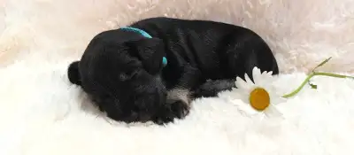 Miniature Schnauzer Puppies 1 Female Left 1 Male Left, View more