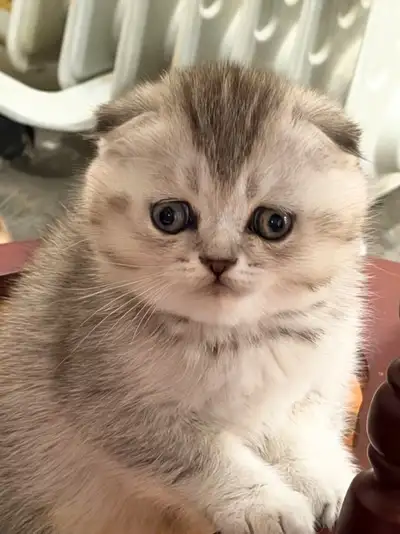 TICA Registered Breeder - Beautyfold Cattery: https://beautyfold.ca/kittens/ I have kittens born in...
