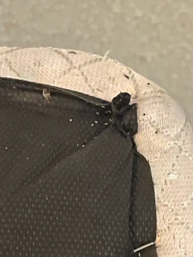 Bedbug Removal Service449688948452904961