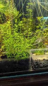 Aquarium Plants -PEARL WEED(HEMIANTHUS MICRANTHEMOIDES )