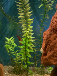 Aquarium plants - Rotala