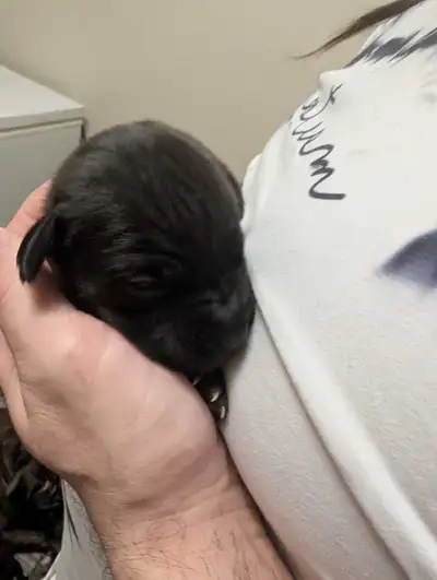 Pups please message number, View more