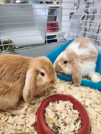 Baby Mini Lop Bunnies 