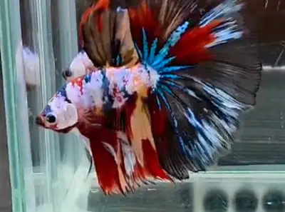 Thailand Betta beautiful multi , View more