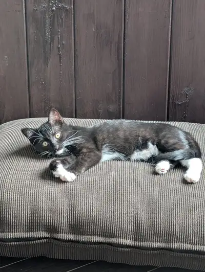 Chaton femelle de 4 mois, View more