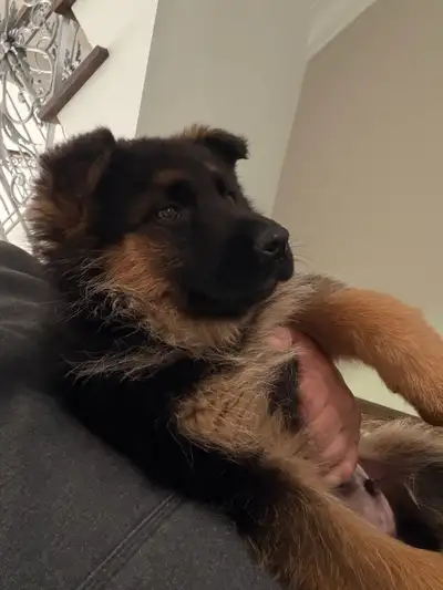Purebred German Shepherd Puppy Need Home **Sweet Male k-9 GSD***, View more