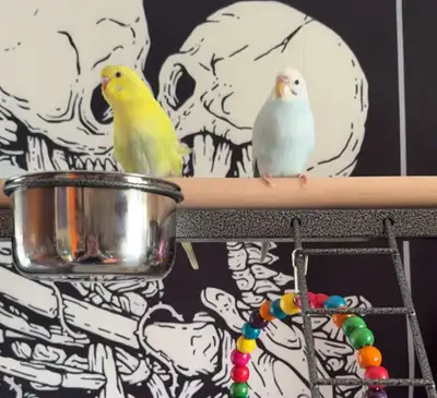 Bonded Budgies, View more