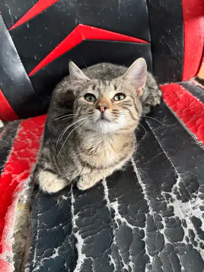 Male neutered cat looking for his forever home, View more