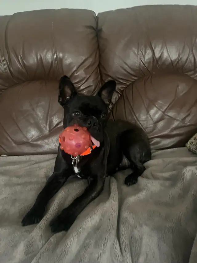 Frenchton (Bouldogue français mélangée avec Boston terrier) in Dogs & Puppies for Rehoming in Drummondville - Image 2