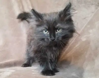 Maine Coon/Siberian Mix Kitten, View more